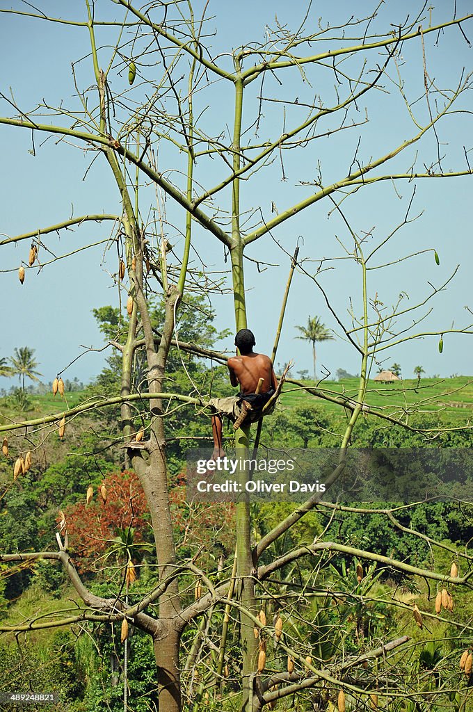 Man in Tree Harvesting Seed Pods, Lombok