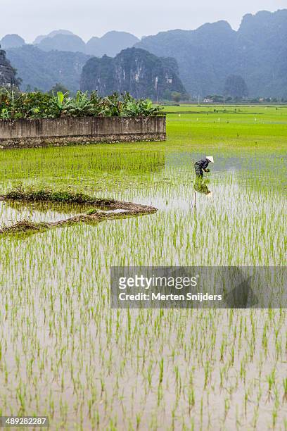rice farmer harvesting plants in wet field - rice paddy stock pictures, royalty-free photos & images