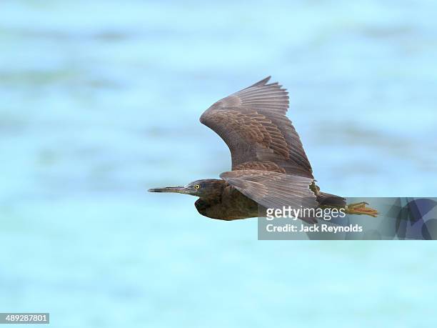 eastern reef egret flying at heron island - egretta sacra stock pictures, royalty-free photos & images