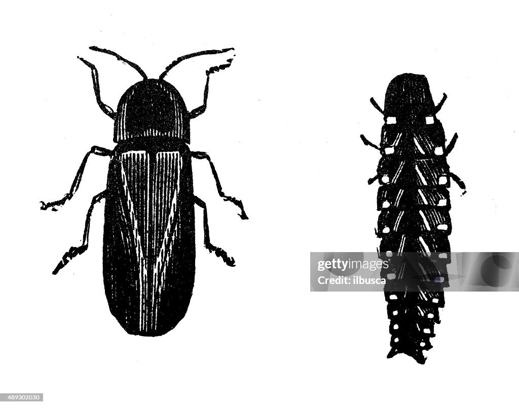 Antique illustration of male and female common glow-worm (Lampyris noctiluca)