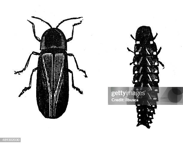 antique illustration of male and female common glow-worm (lampyris noctiluca) - lampyris noctiluca stock illustrations