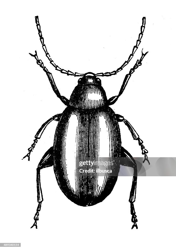 Antique illustration of turnip flea or turnip jack (Phyllotreta brassicae)