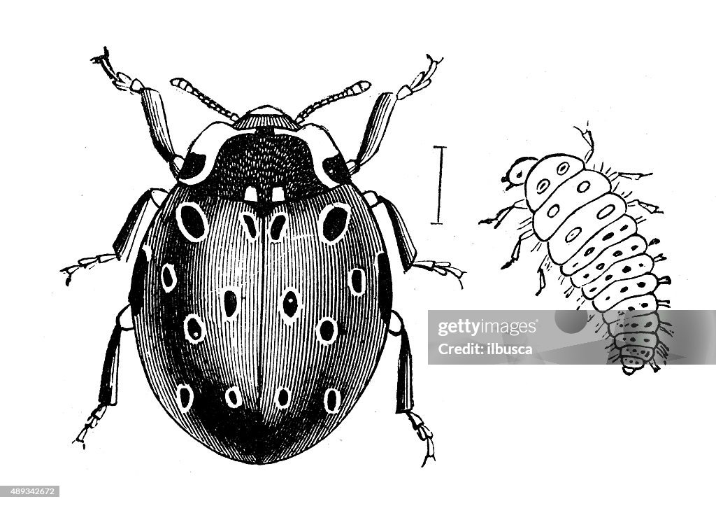 Anticuario ilustración de mariquita de siete o mariquita Coccinella septempunctata (), larva
