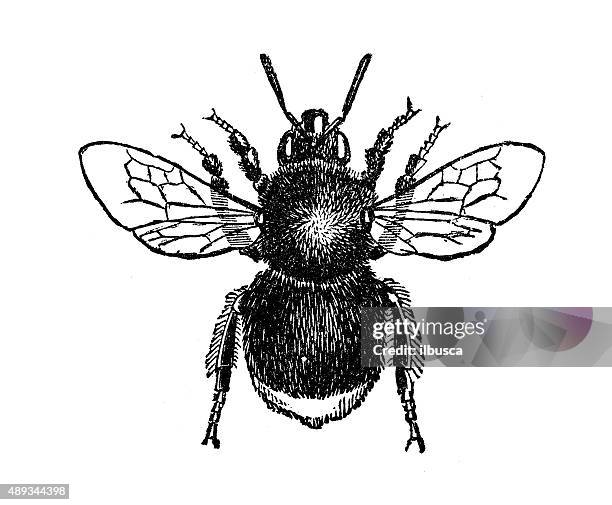 antique illustration of worker of red-tailed bumblebee (bombus lapidarius) - worker bee stock illustrations