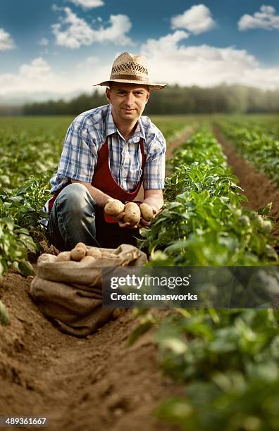 farmer show his organic potato harvest at field - raw potato 個照片及圖片檔