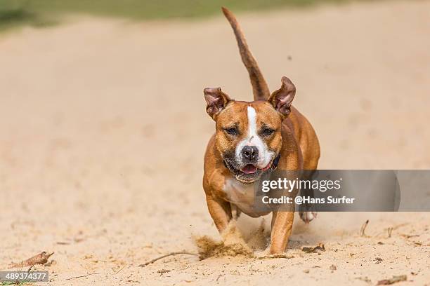 an english stafford - stafford terrier stock pictures, royalty-free photos & images