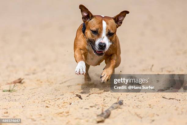 an english stafford on 2 feet! - stafford terrier stock pictures, royalty-free photos & images