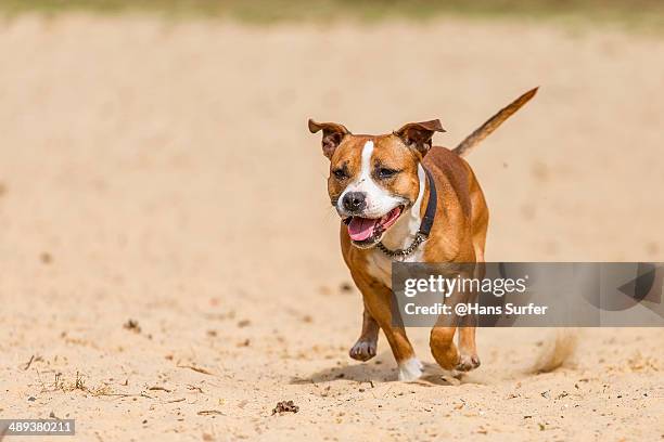a fast running english stafford - stafford terrier stock pictures, royalty-free photos & images