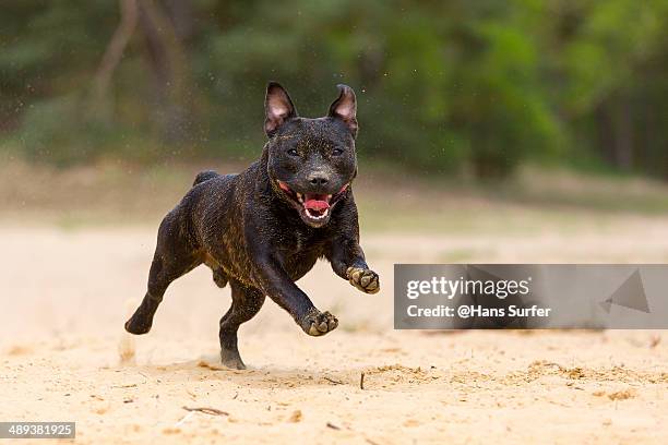 a happy english stafford! - stafford terrier stock pictures, royalty-free photos & images