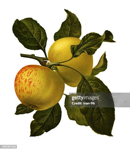 ilustrações, clipart, desenhos animados e ícones de maçã - água forte produção artística
