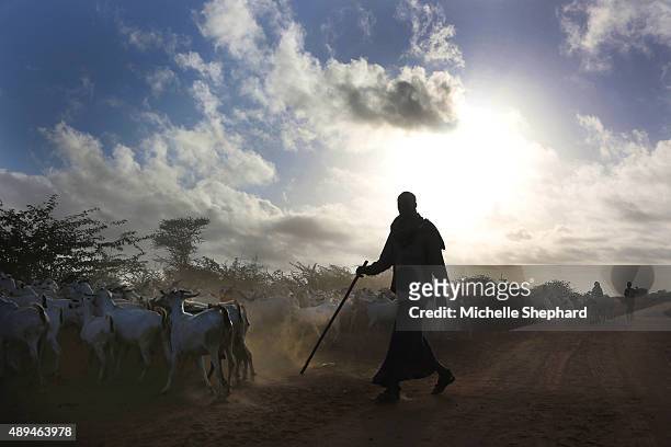 As the sun rises, a herder moves his goats out into the bush from the Dadaab refugee camp, which was created nearly 25 years ago and the Kenyan...