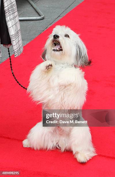 Pudsey attends the World Premiere of "Postman Pat" at Odeon West End on May 11, 2014 in London, England.