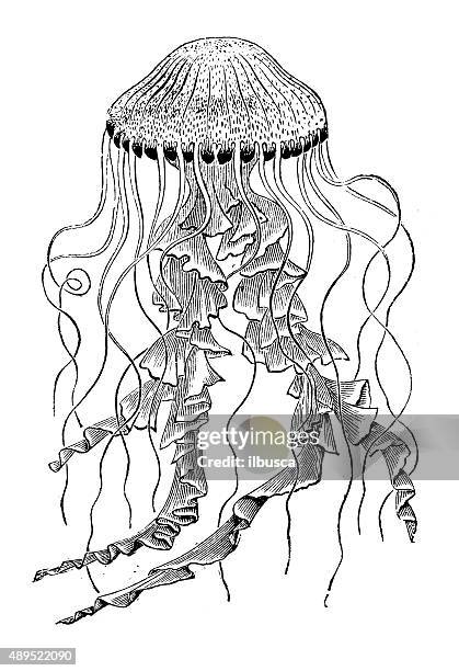 stockillustraties, clipart, cartoons en iconen met antique illustration of jellyfish (chrysaora) - sea nettle jellyfish