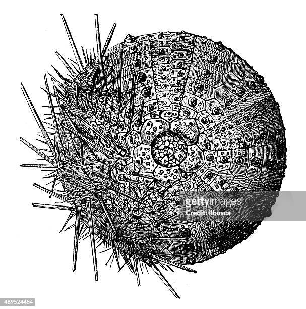 stockillustraties, clipart, cartoons en iconen met antique illustration of a sea urchin viewed from above - sea urchin