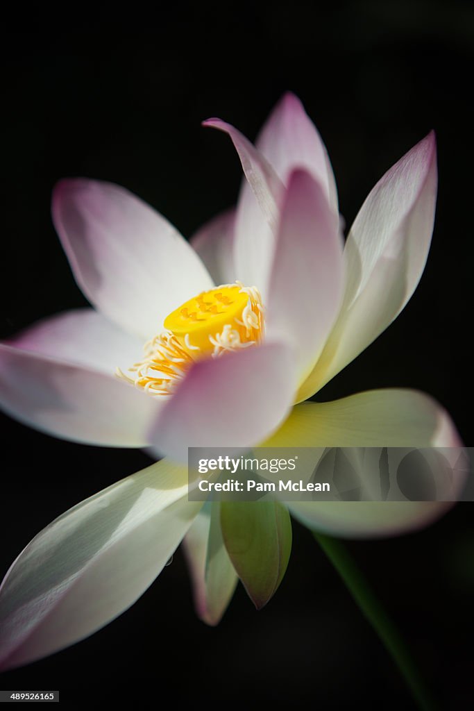 Lotus Flower.