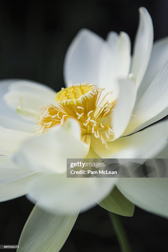 Lotus Flower.