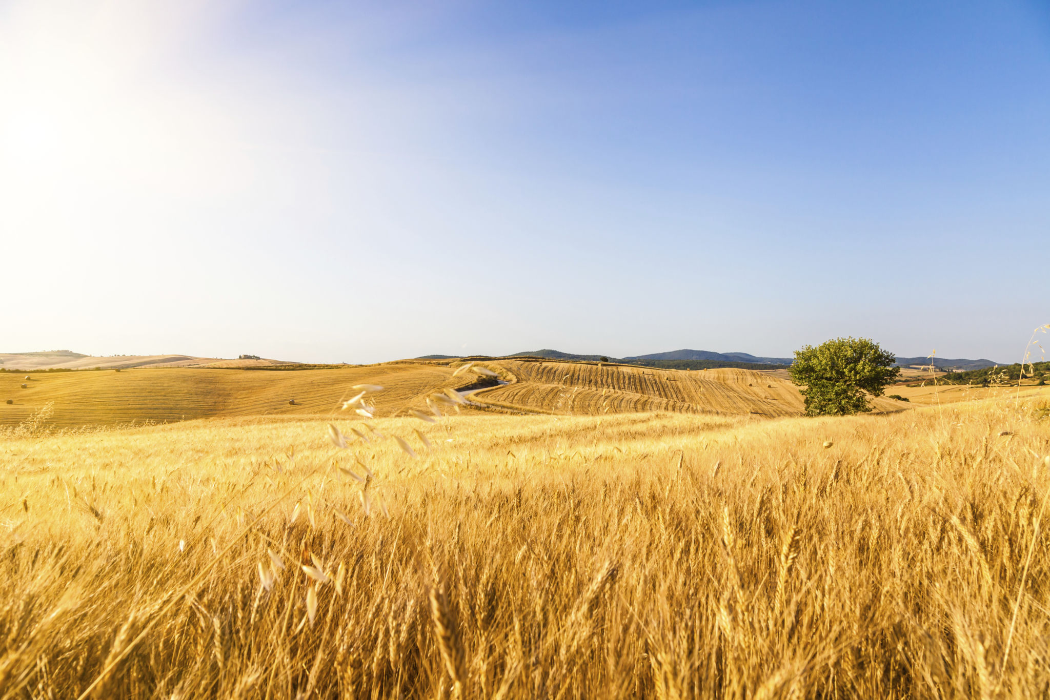 italy wheat fields