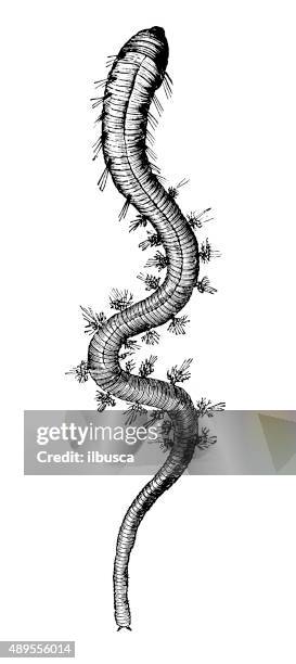 Sandworm Drawing Rference Illustrations, cliparts, dessins animés et icônes de Sandworm - Getty ...
