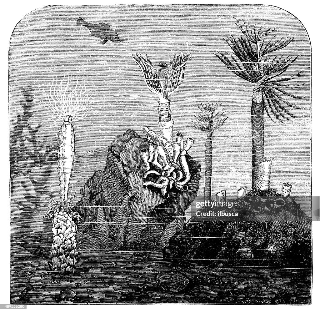 Antique illustration of three sea tube-building worms: Terebella, Serpula, Sabella