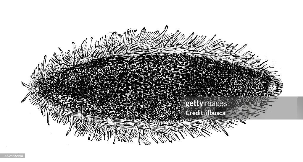 Antique illustration of sea mouse (Aphrodita aculeata)