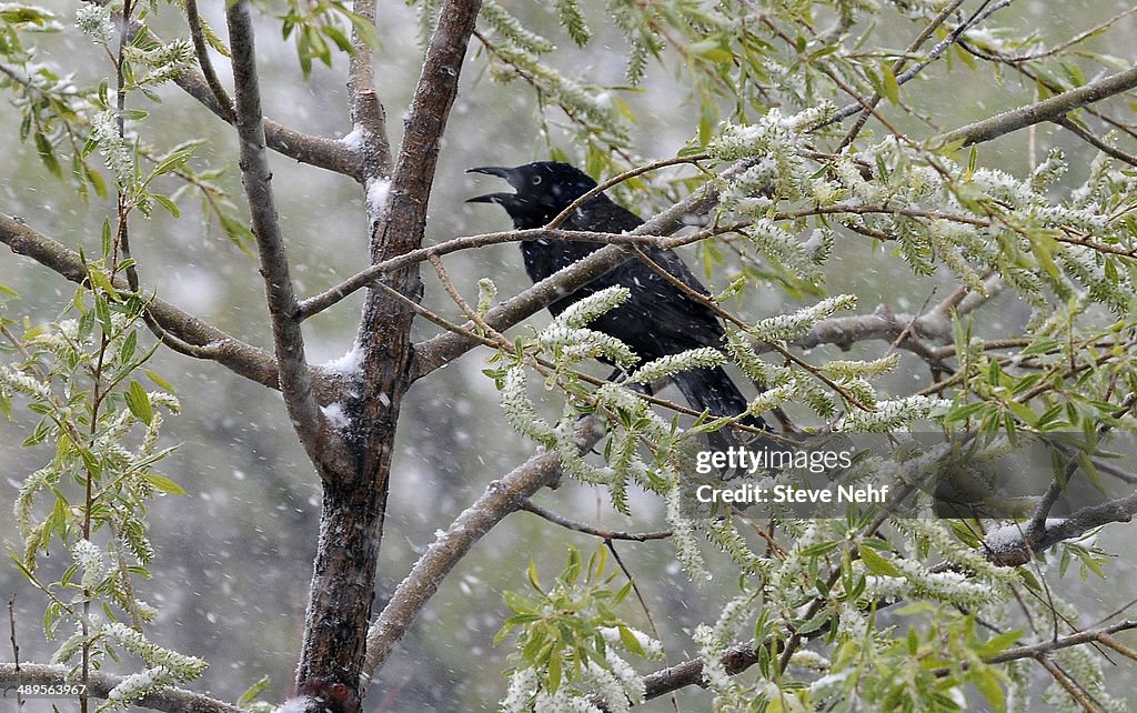 Snow birds