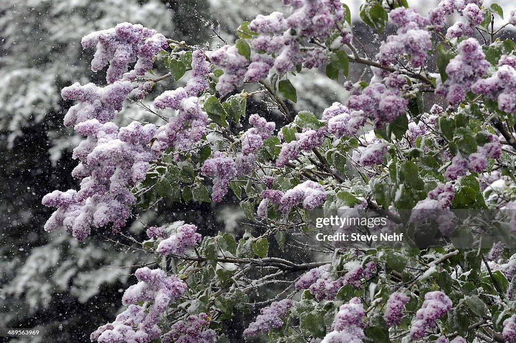 Snow blooms