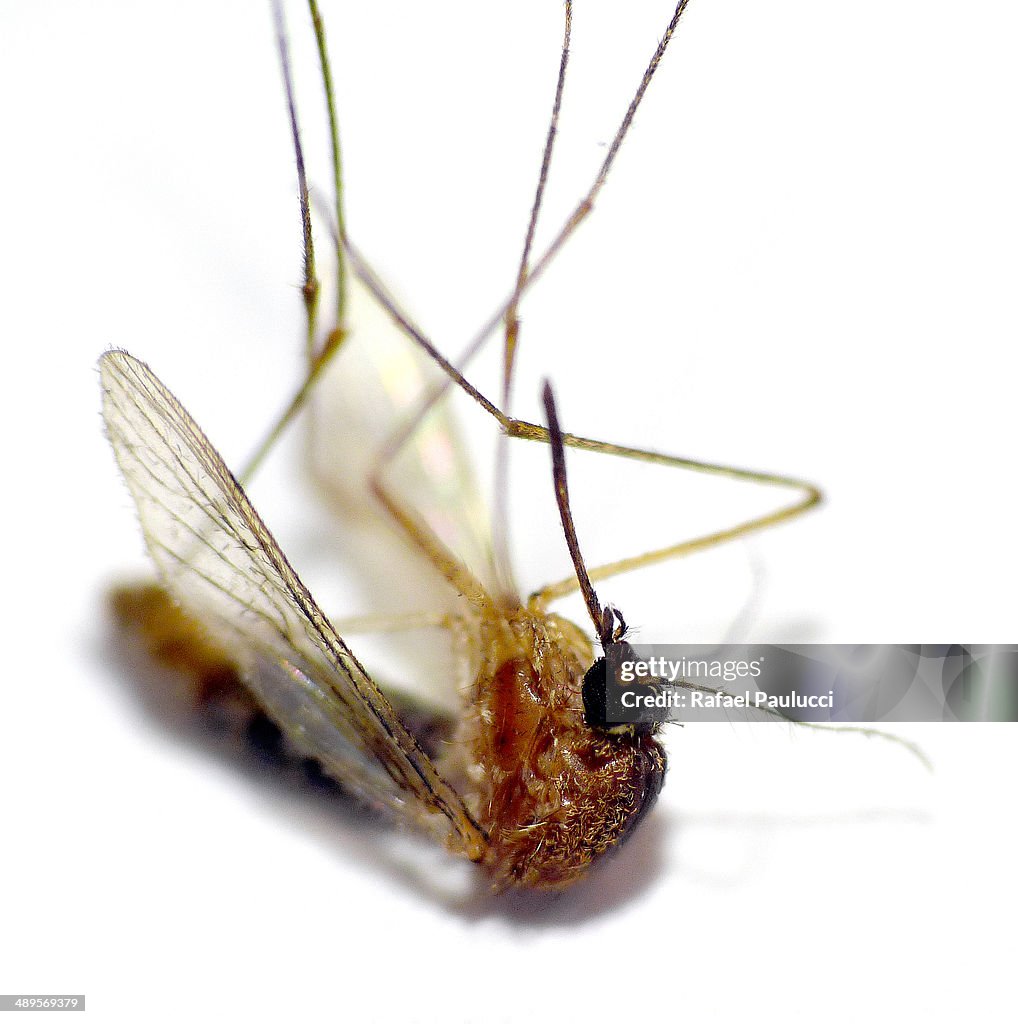 Nematocerid - Mosquito
