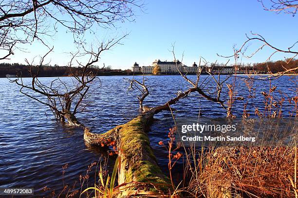 Tree fallen in the water overlooks Drottningholm Castle.