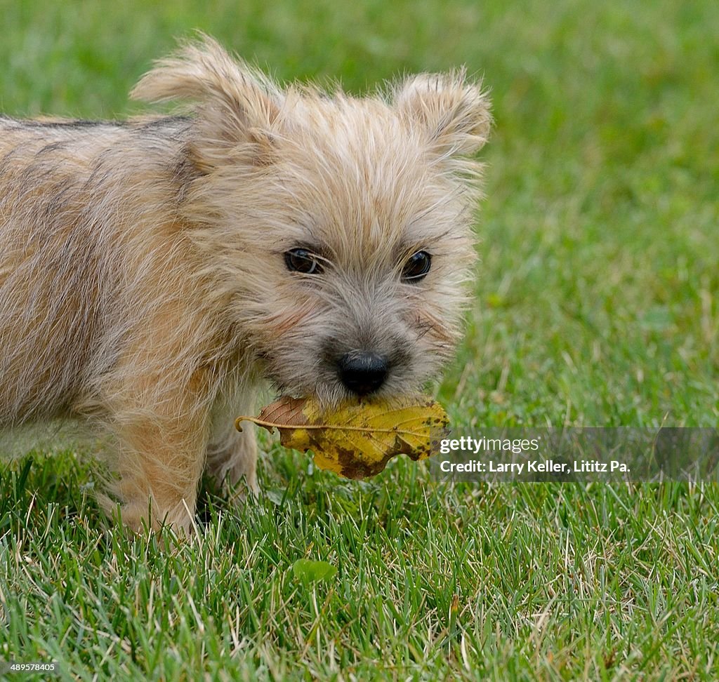 A puppy and leaf