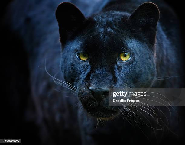 black panther - black leopard stock pictures, royalty-free photos & images