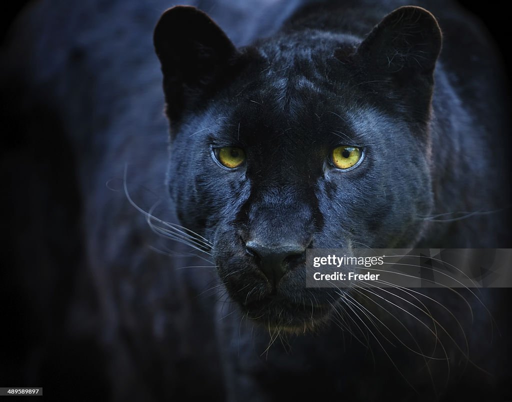 Black panther