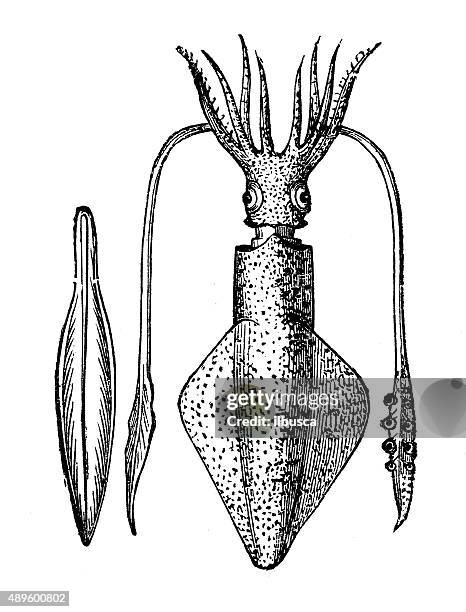 ilustraciones, imágenes clip art, dibujos animados e iconos de stock de anticuario ilustración de calamar común (alloteuthis subulata - calamares fritos