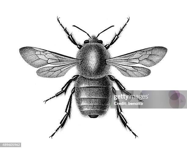 bombus dahlbomii - bumblebee stock illustrations