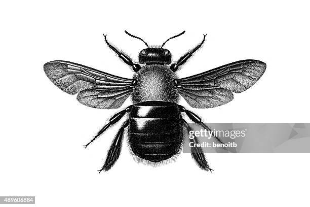 carpenter bee - carpenter bee stock illustrations
