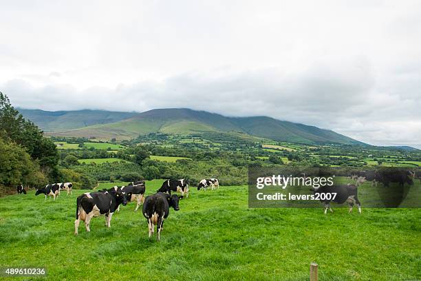 herd of friesian cattle - 放牧 活動 個照片及圖片檔