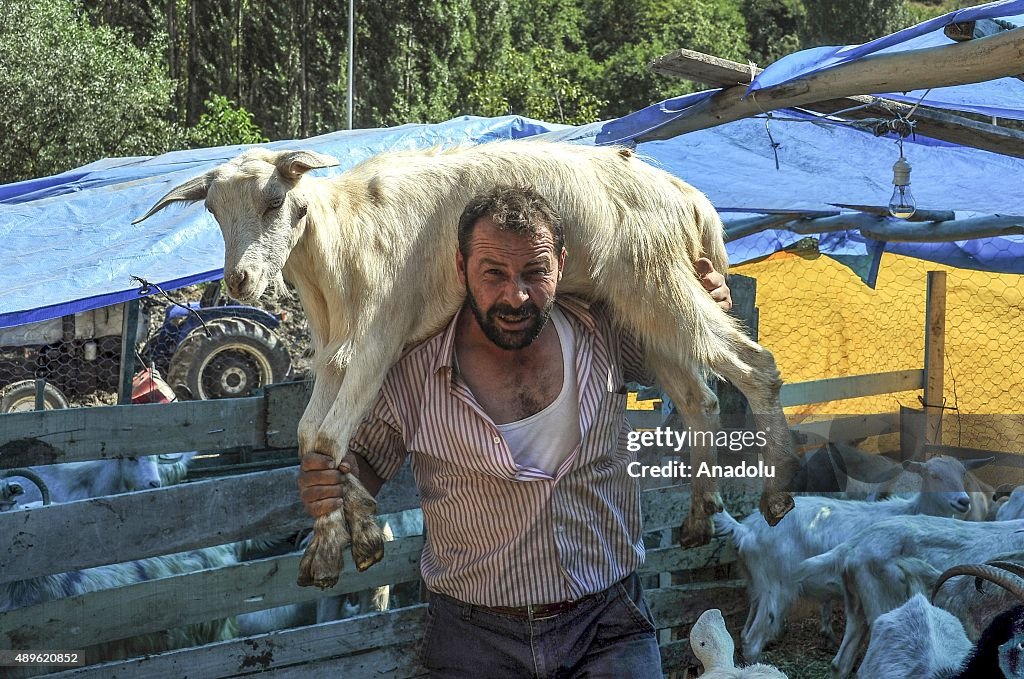 Eid al-Adha Preparations in Turkey