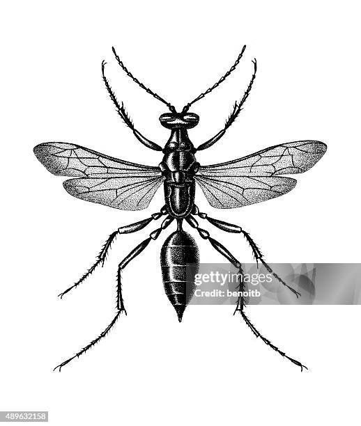 wasp - wasp stock illustrations