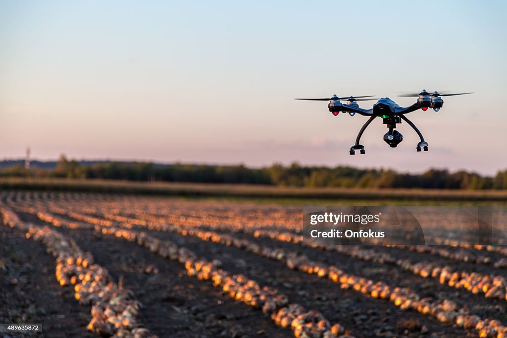 Drone Flying Over an Onions Field At Sunset