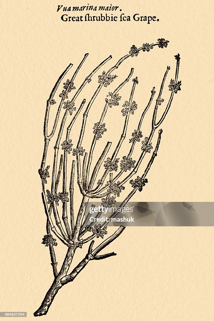 Salicorne samphire saltwort comestibles Plantes, 17 siècle botanical illustration