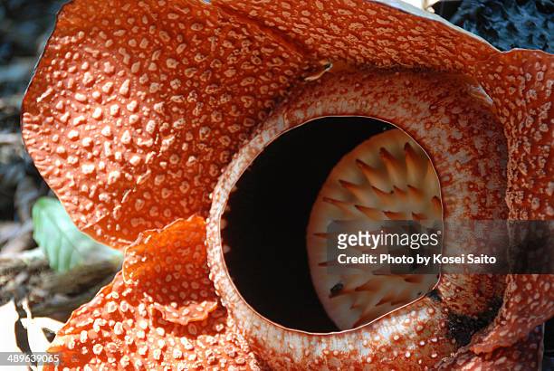 rafflesia - rafflesia arnoldii stock pictures, royalty-free photos & images