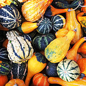Gourds of different shapes and colors