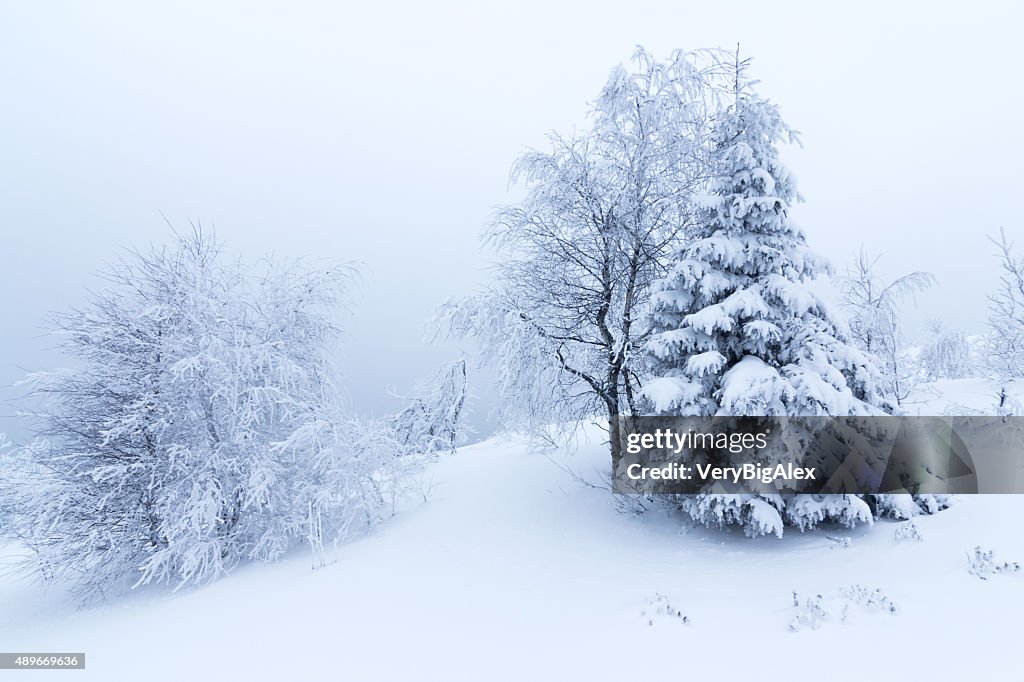 Alberi d'inverno in montagna coperta di neve fresca