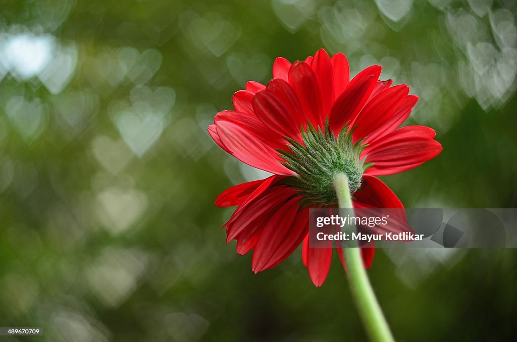 Red flower with heart shaped background