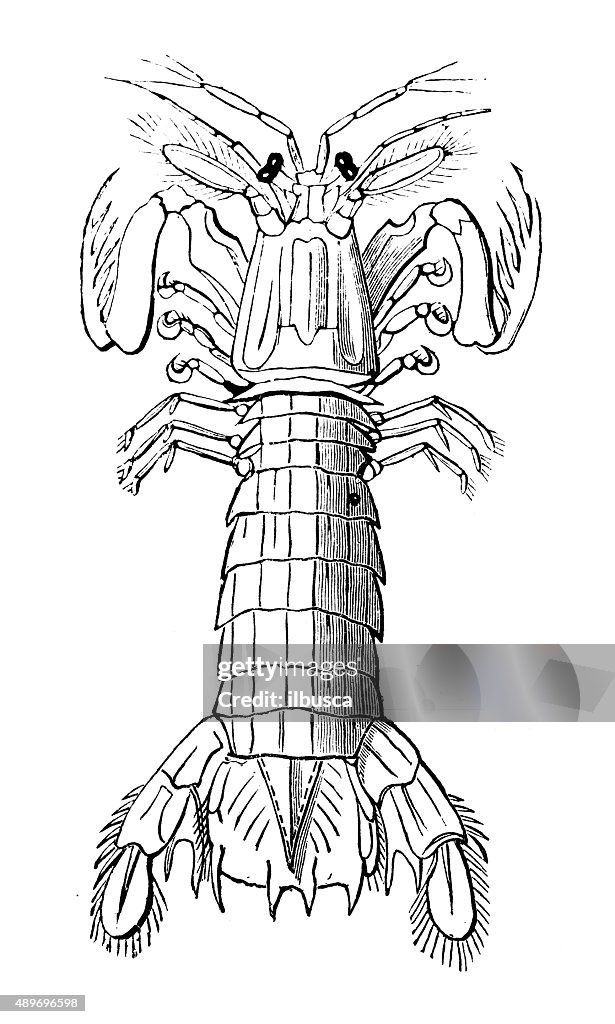Antique illustration of mantis shrimp (Squilla mantis)