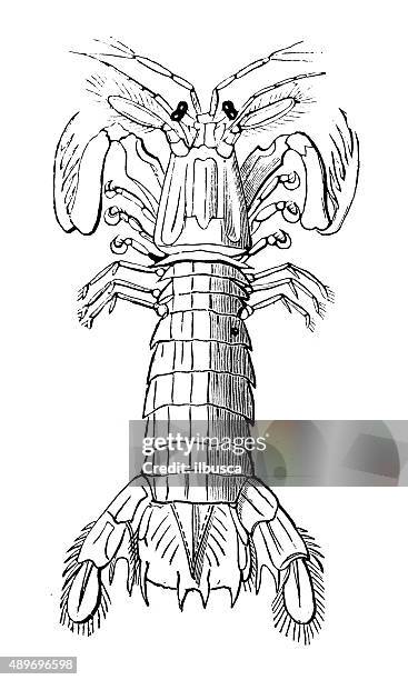 antique illustration of mantis shrimp (squilla mantis) - mantis shrimp stock illustrations