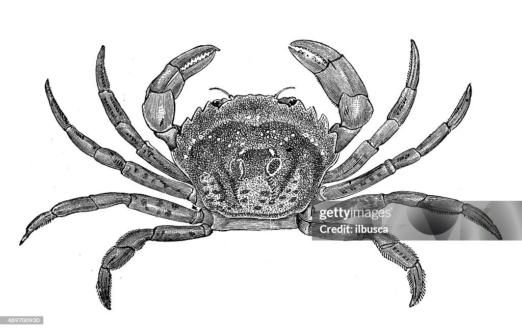 Antike illustration von gemeinsamen shore crab (Carcinus maenas