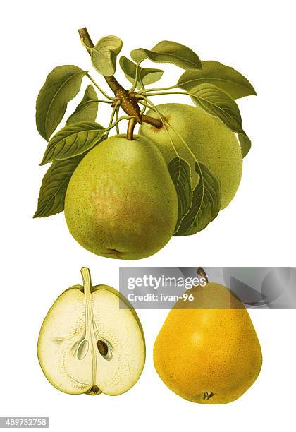 pear - pear tree stock illustrations