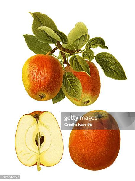 apples - brown apple stock illustrations