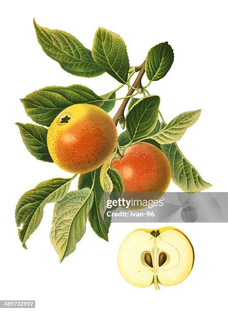 apples - apple tree stock illustrations