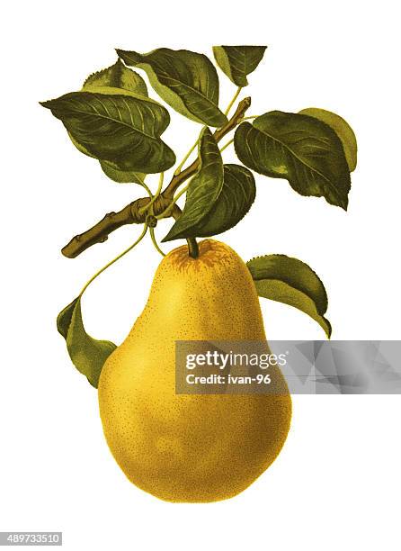 stockillustraties, clipart, cartoons en iconen met pear - stilleven